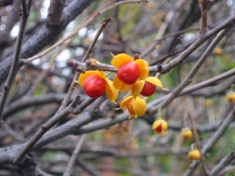 Trzmielina pospolita (Euonymus europaeum)_zima-owoce